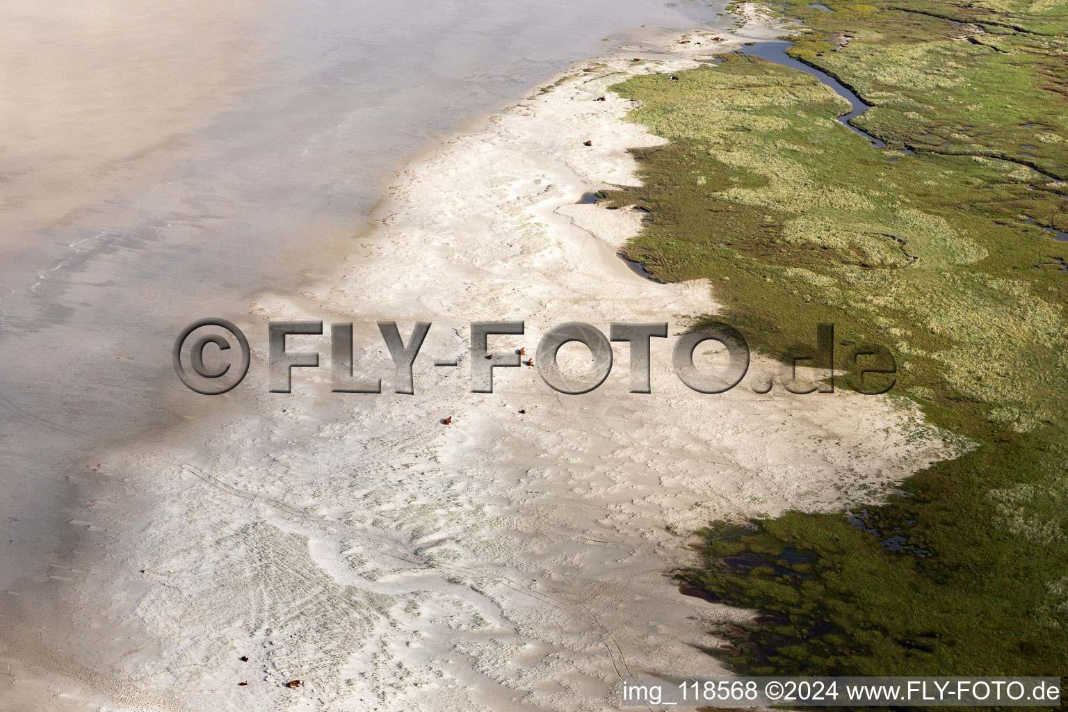 Vue aérienne de Bétail dans les dunes sur la plage de sable à Fanø dans le département Syddanmark, Danemark