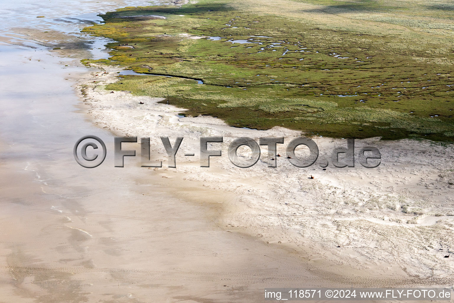 Photographie aérienne de Bétail dans les dunes sur la plage de sable à Fanø dans le département Syddanmark, Danemark