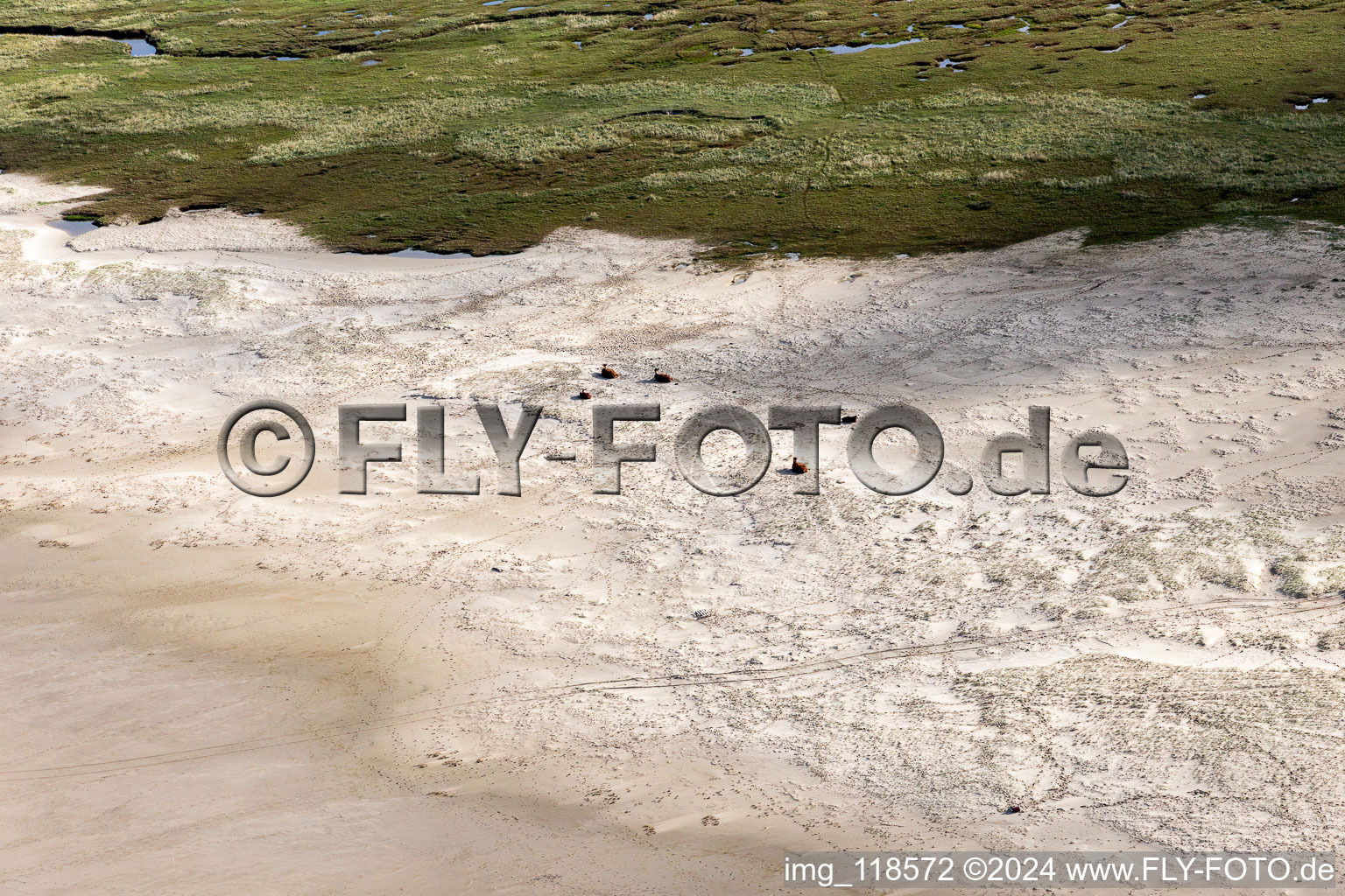 Vue oblique de Bétail dans les dunes sur la plage de sable à Fanø dans le département Syddanmark, Danemark