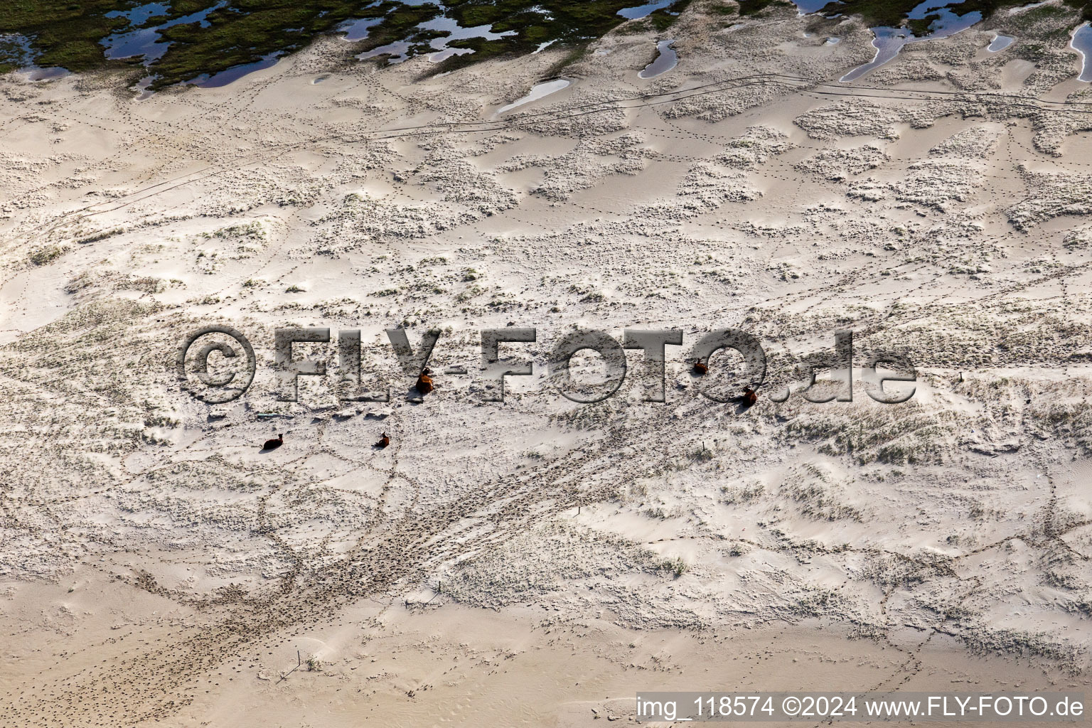 Bétail dans les dunes sur la plage de sable à Fanø dans le département Syddanmark, Danemark d'en haut