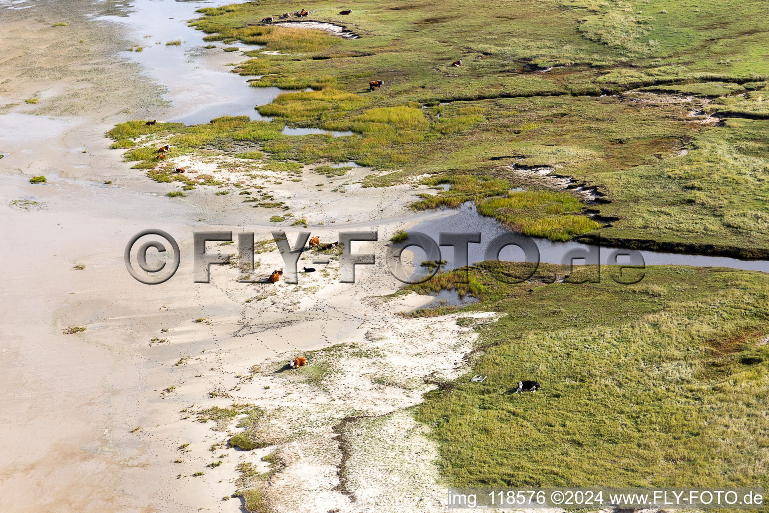 Bétail dans les dunes sur la plage de sable à Fanø dans le département Syddanmark, Danemark hors des airs