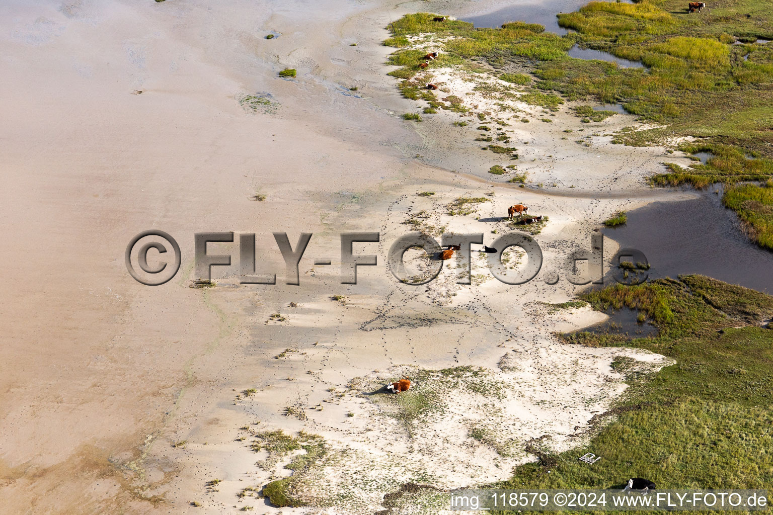 Bétail dans les dunes sur la plage de sable à Fanø dans le département Syddanmark, Danemark vue d'en haut