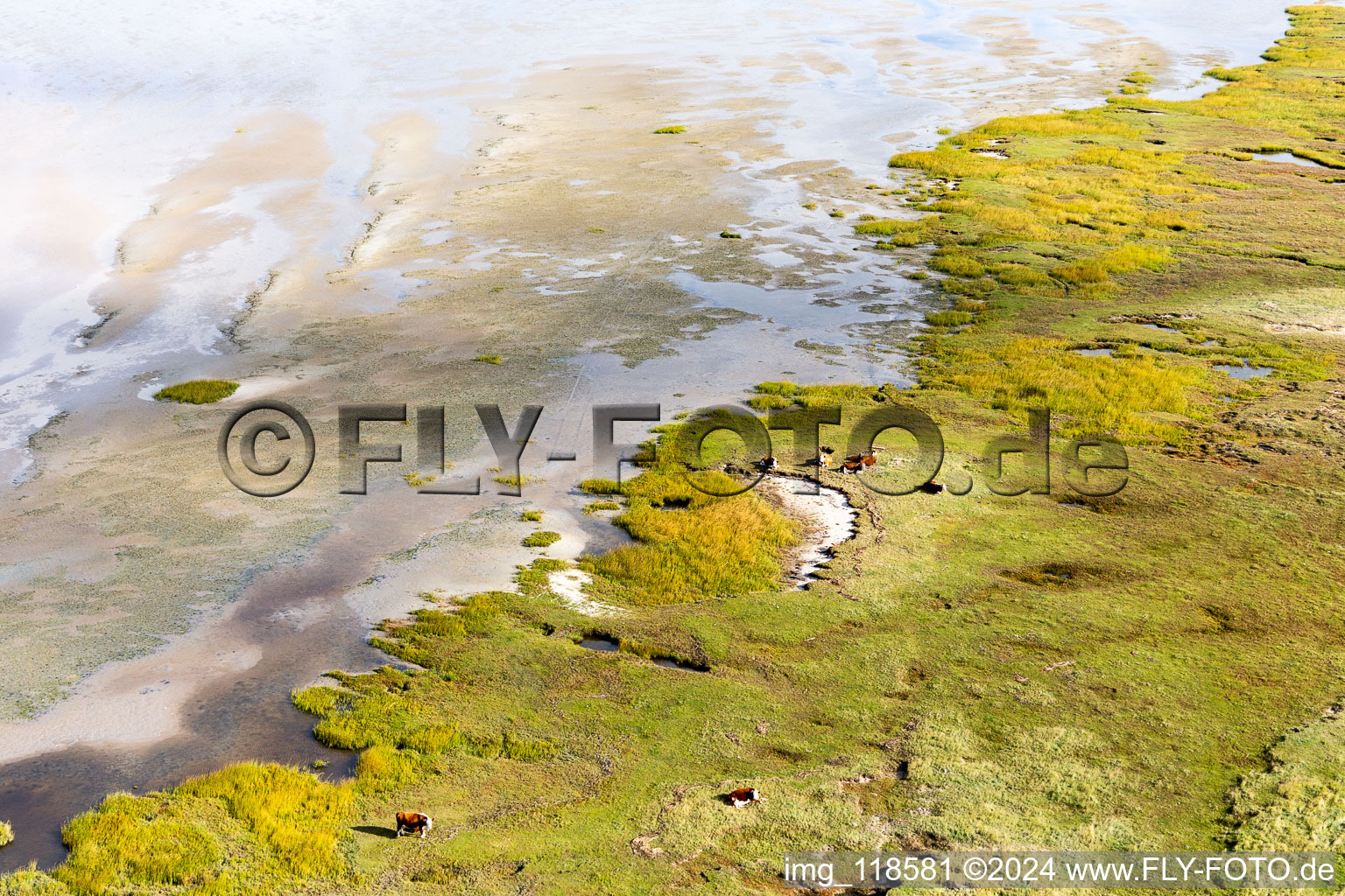 Bétail dans les dunes sur la plage de sable à Fanø dans le département Syddanmark, Danemark depuis l'avion