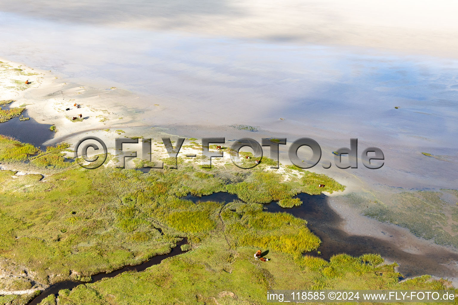 Vue d'oiseau de Bétail dans les dunes sur la plage de sable à Fanø dans le département Syddanmark, Danemark