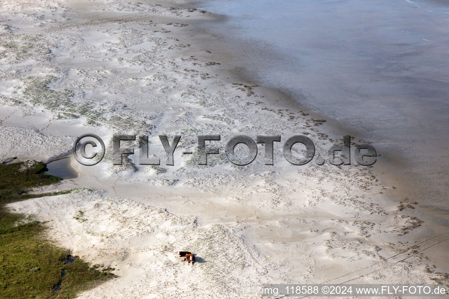 Enregistrement par drone de Bétail dans les dunes sur la plage de sable à Fanø dans le département Syddanmark, Danemark