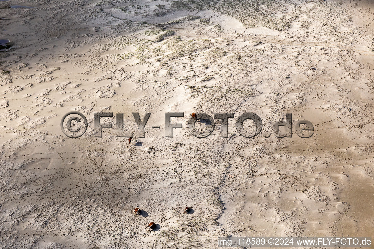 Image drone de Bétail dans les dunes sur la plage de sable à Fanø dans le département Syddanmark, Danemark