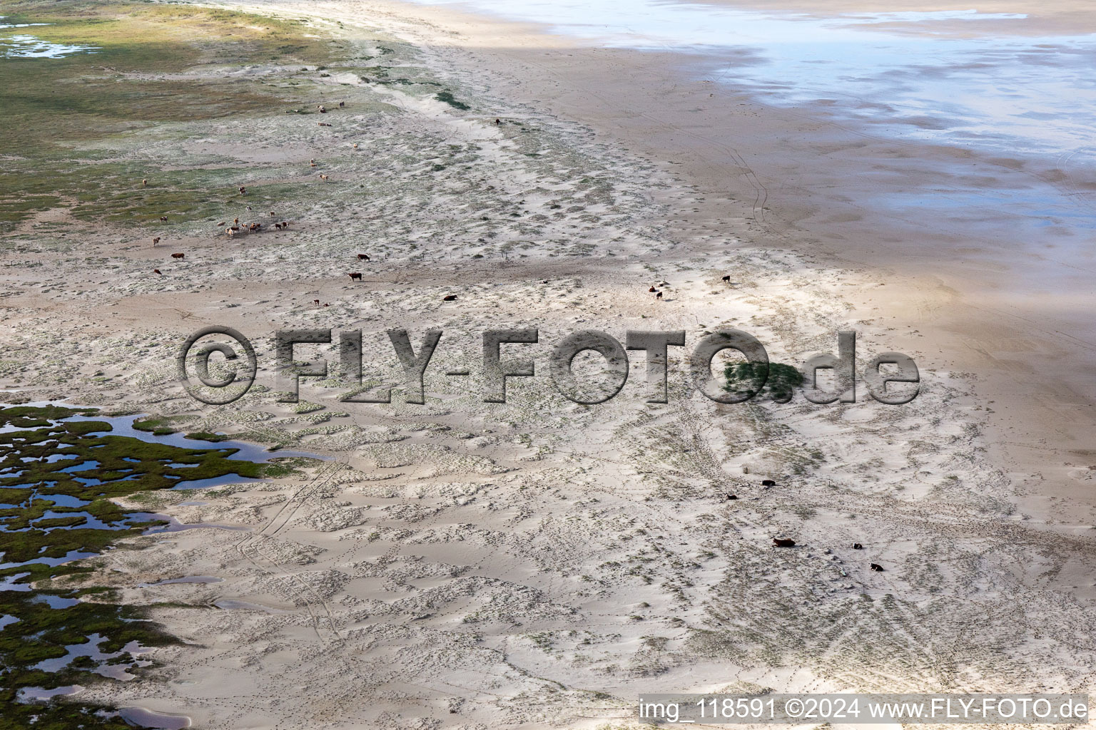 Bétail dans les dunes sur la plage de sable à Fanø dans le département Syddanmark, Danemark du point de vue du drone