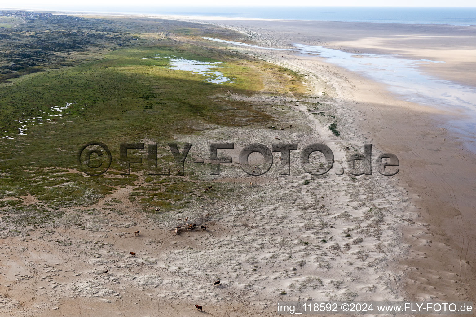 Bétail dans les dunes sur la plage de sable à Fanø dans le département Syddanmark, Danemark d'un drone