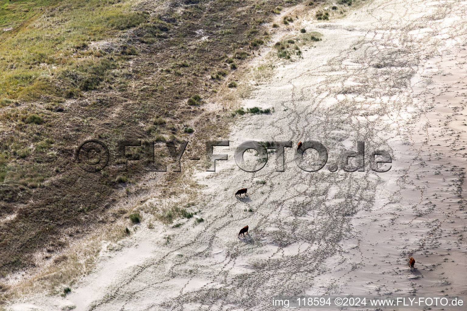 Bétail dans les dunes sur la plage de sable à Fanø dans le département Syddanmark, Danemark vu d'un drone