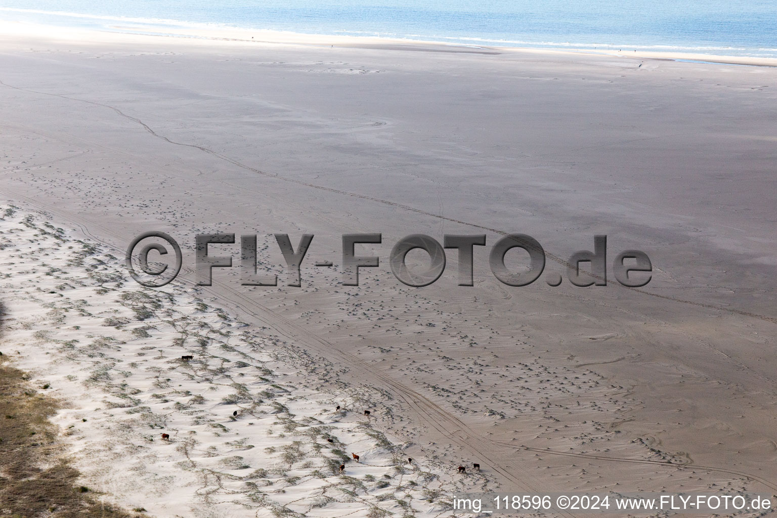 Vue aérienne de Bétail dans les dunes sur la plage de sable à Fanø dans le département Syddanmark, Danemark