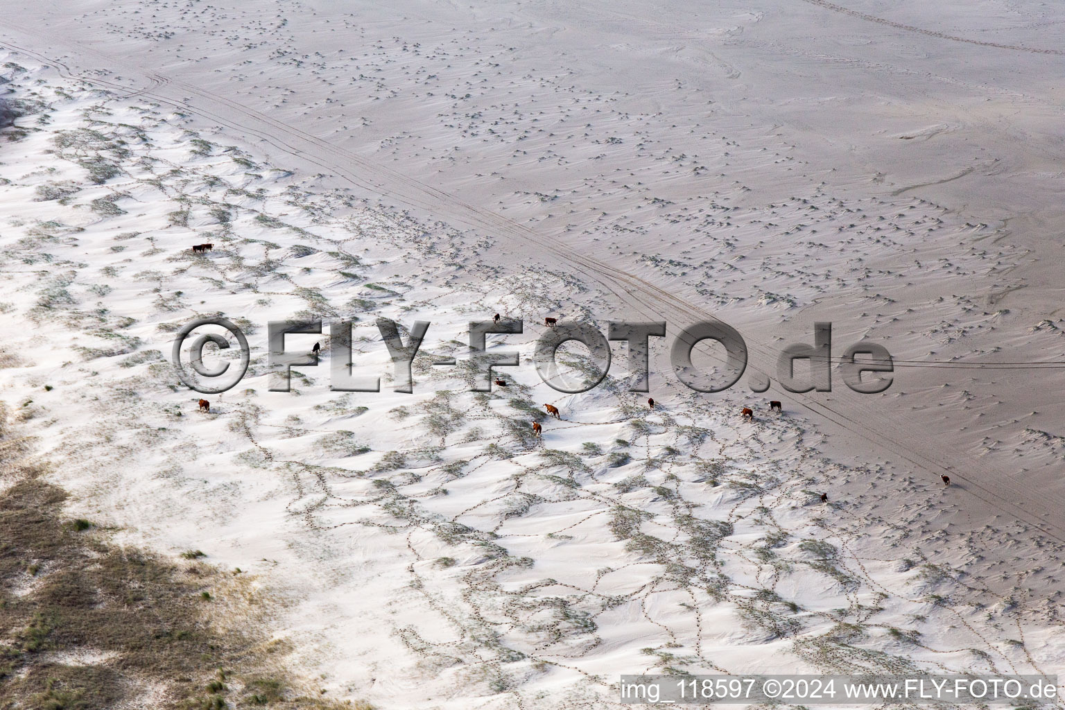 Photographie aérienne de Bétail dans les dunes sur la plage de sable à Fanø dans le département Syddanmark, Danemark