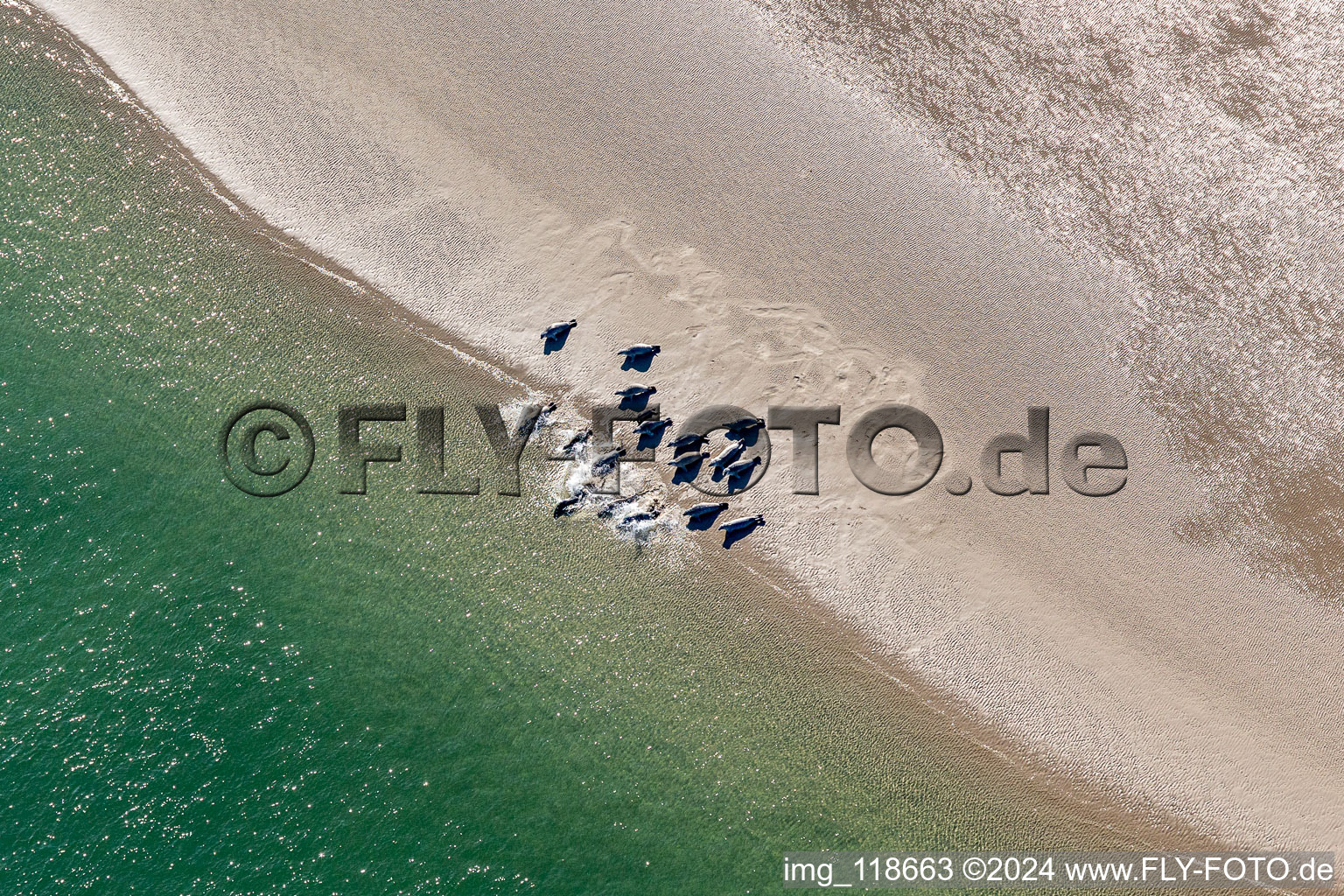 Vue aérienne de Phoques à crinière et phoques communs au ruisseau de marée jusqu'au banc de sable Peter Meyers dans le sud de l'île de Fanö en mer du Nord à Fanø dans le département Syddanmark, Danemark