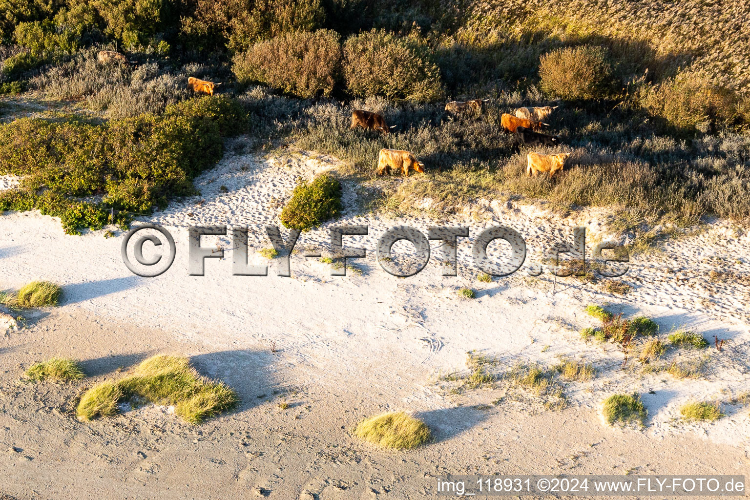 Vue aérienne de Du bétail dans les dunes à Fanø dans le département Syddanmark, Danemark