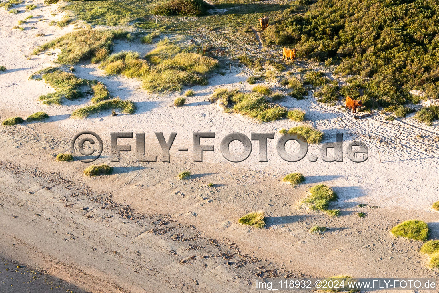 Vue aérienne de Du bétail dans les dunes à Fanø dans le département Syddanmark, Danemark