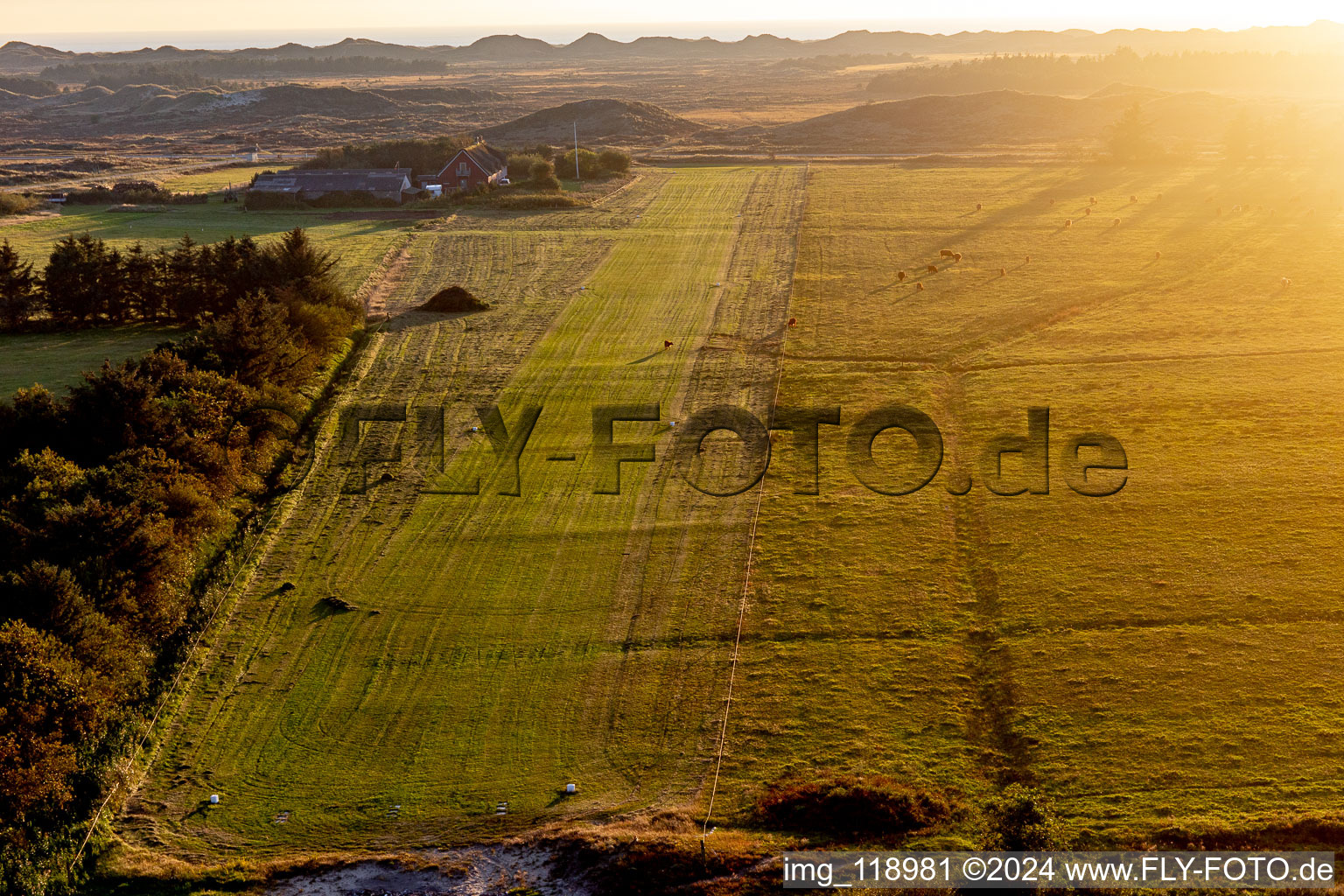 Vue aérienne de Aéroport international avec bétail des Highlands à Fanø dans le département Syddanmark, Danemark