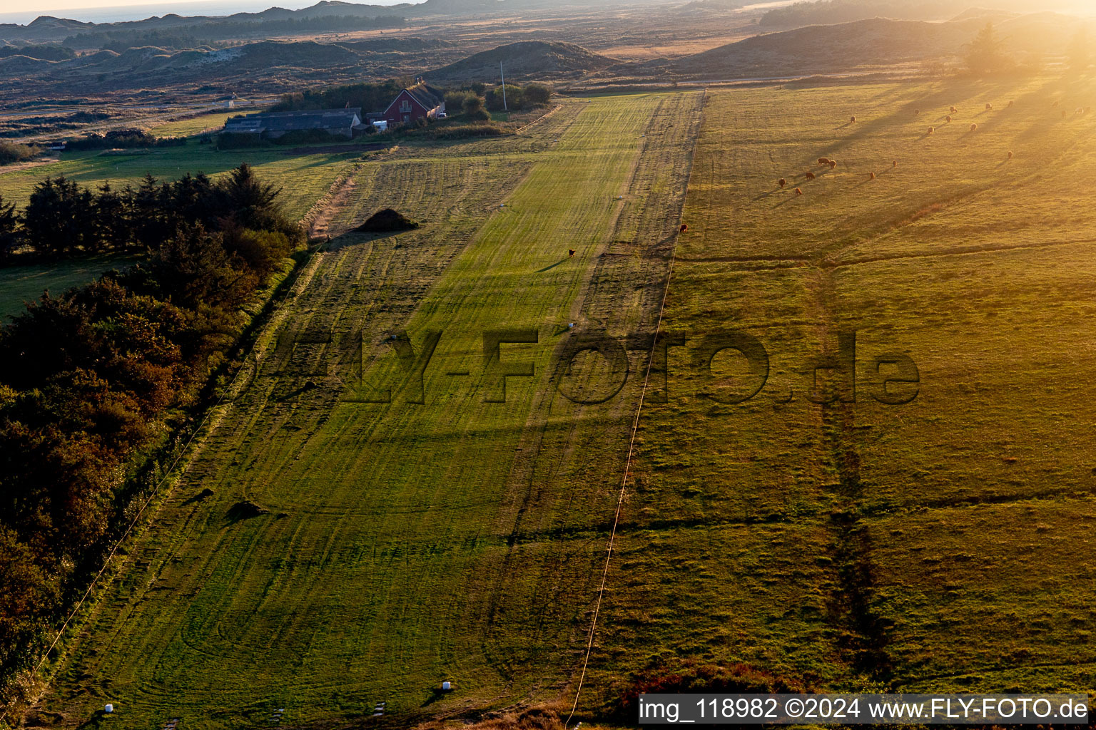 Vue aérienne de Aéroport international avec bétail des Highlands à Fanø dans le département Syddanmark, Danemark