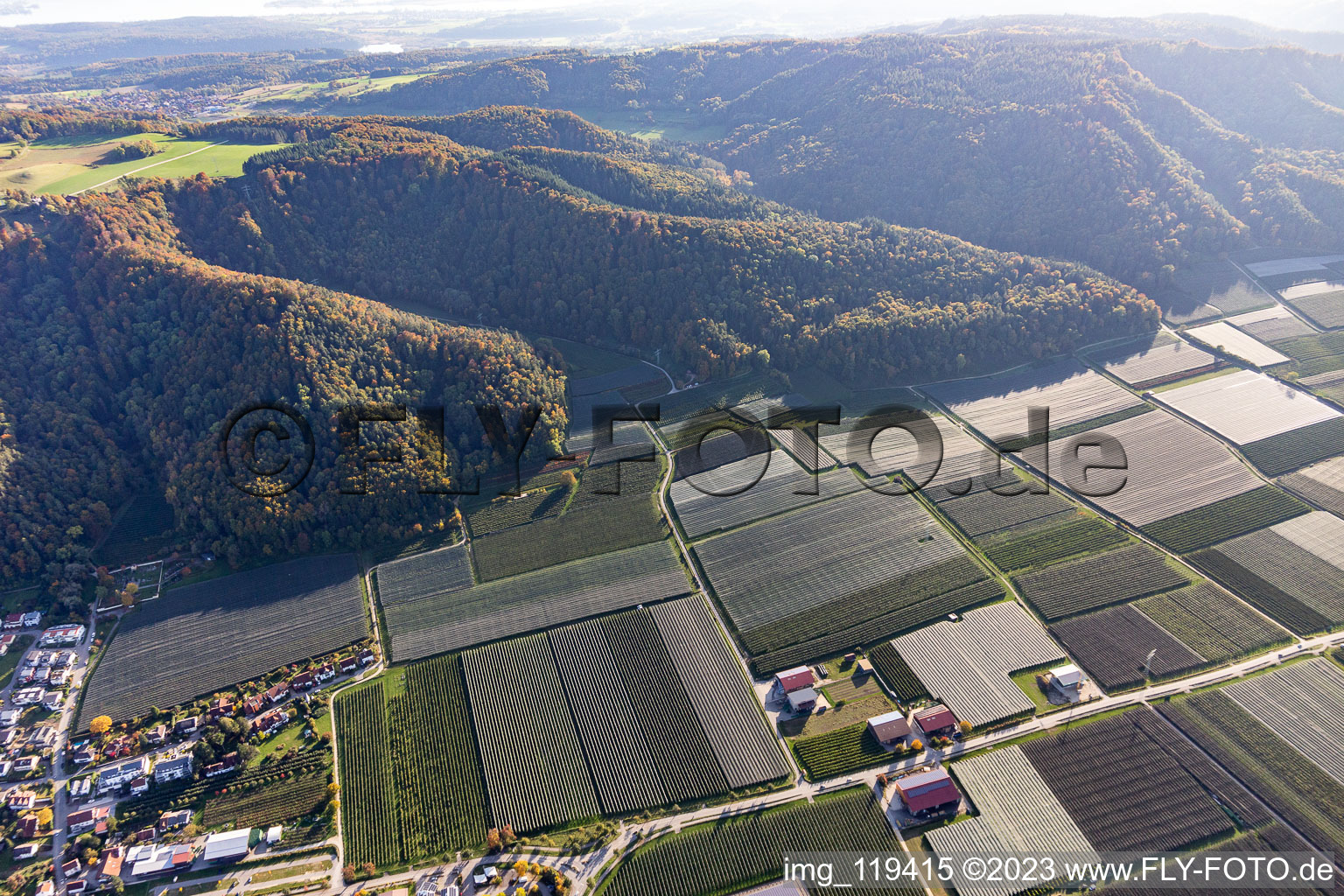 Vue aérienne de Vergers de pommiers en Bodman à le quartier Bodman in Bodman-Ludwigshafen dans le département Bade-Wurtemberg, Allemagne