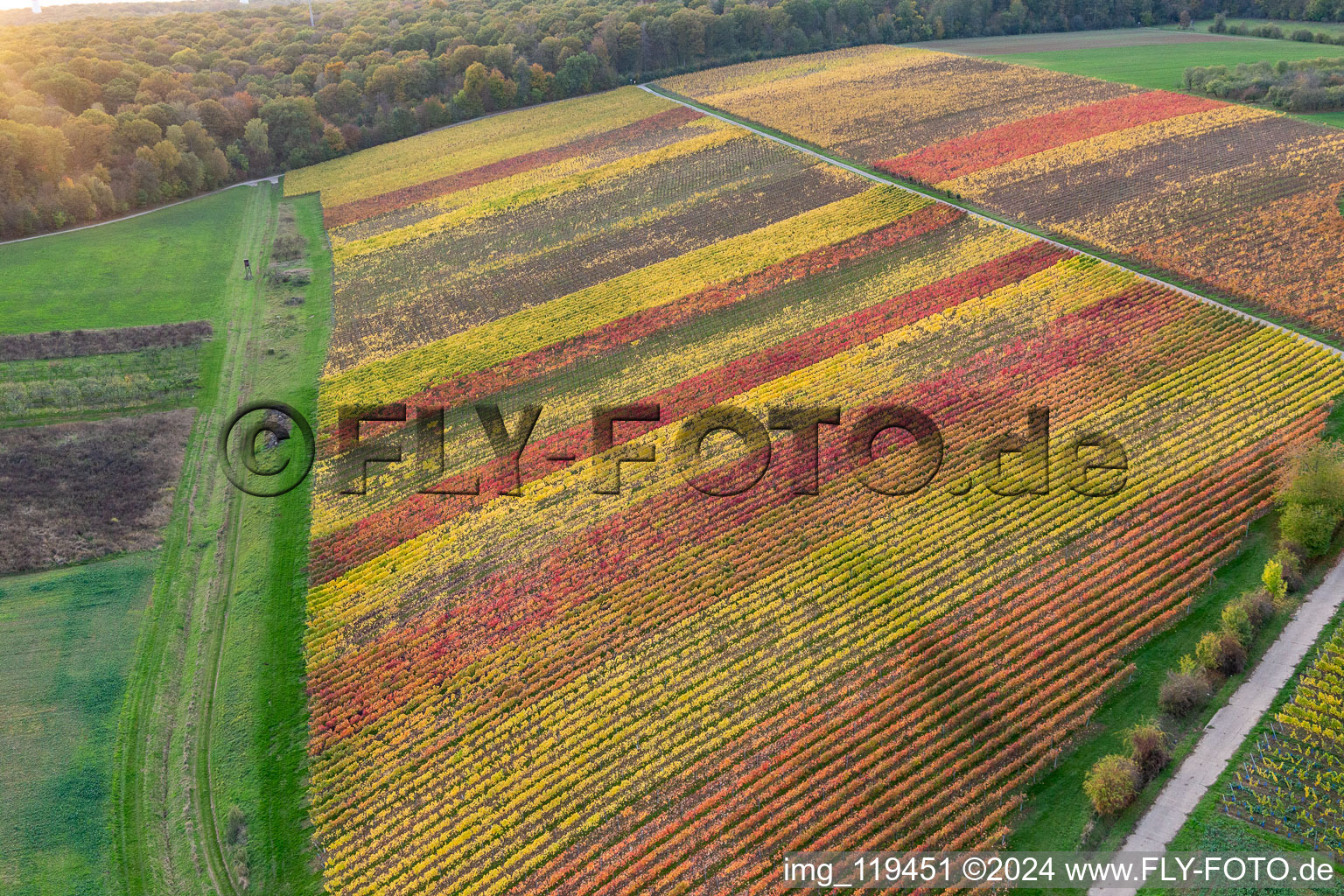 Photographie aérienne de Vignobles au bord du Main à le quartier Obereisenheim in Eisenheim dans le département Bavière, Allemagne