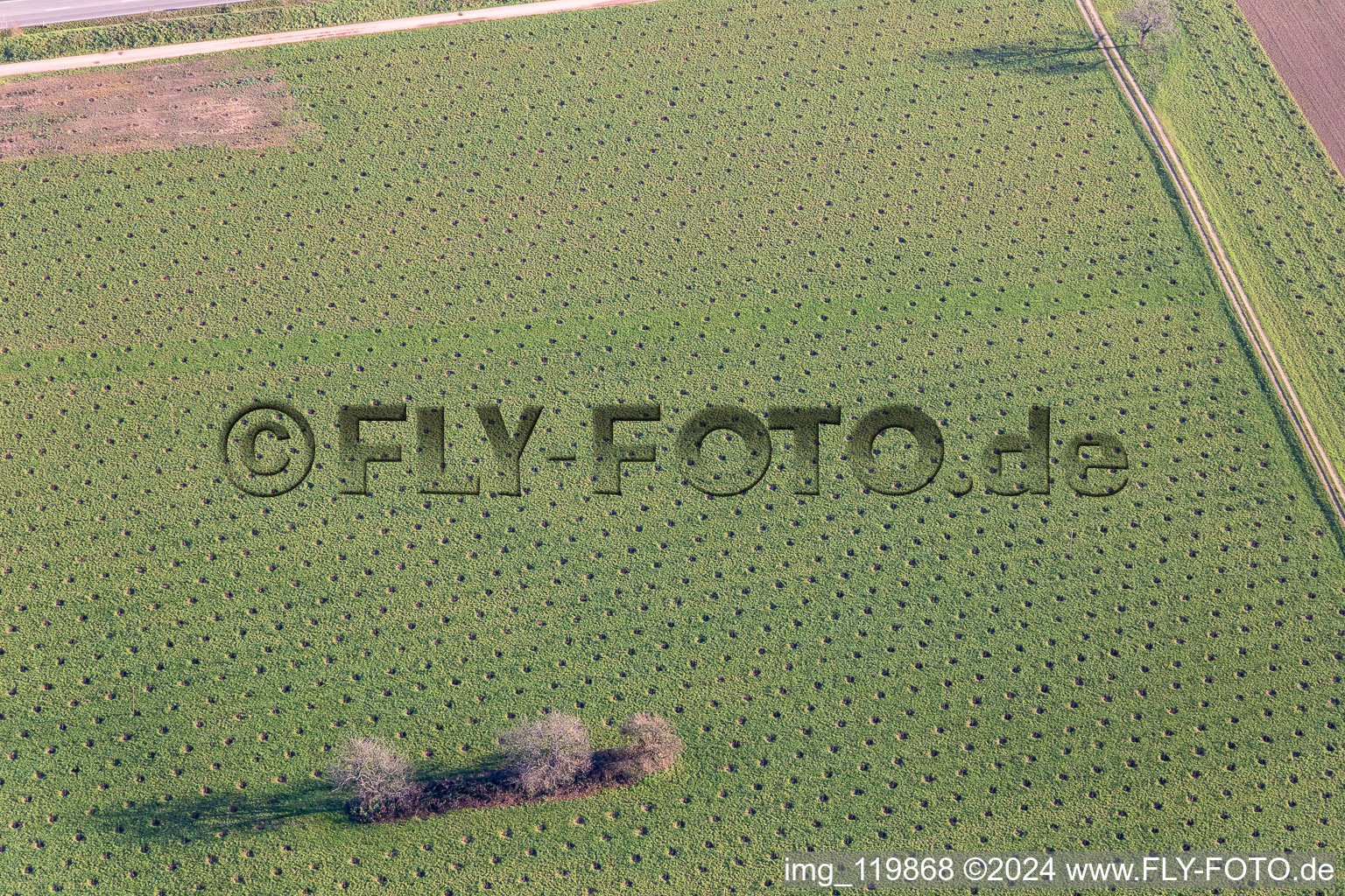 Vue aérienne de Plantation inconnue sur la B36 à Ötigheim dans le département Bade-Wurtemberg, Allemagne