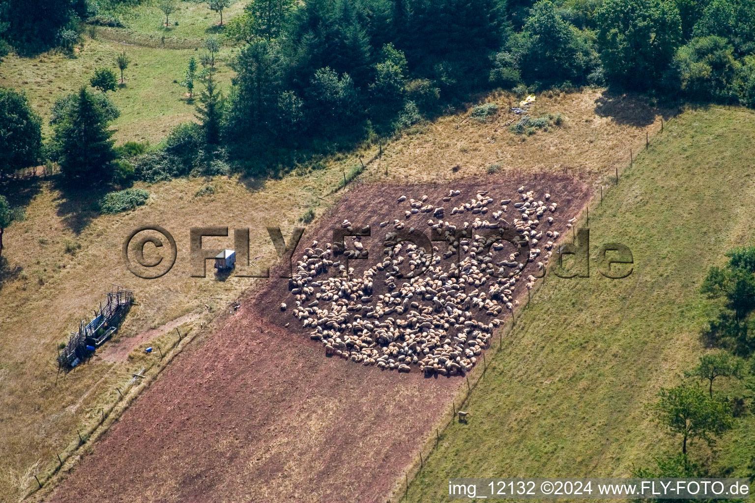 Vue aérienne de Structures d'herbe d'un pâturage avec un troupeau de moutons à Eußerthal dans le département Rhénanie-Palatinat, Allemagne