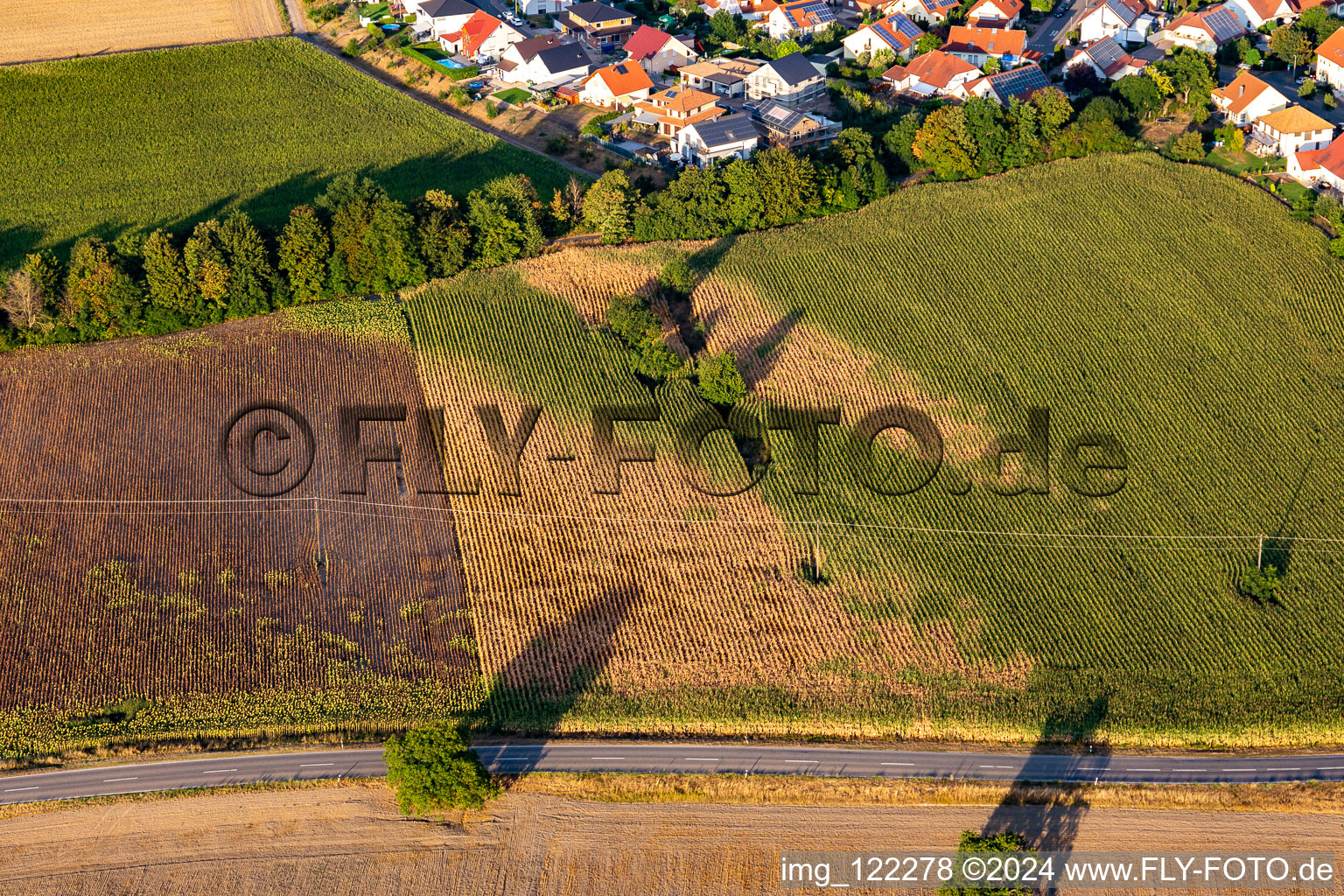 Vue aérienne de Dommages secs dans le champ de maïs à Leimersheim dans le département Rhénanie-Palatinat, Allemagne