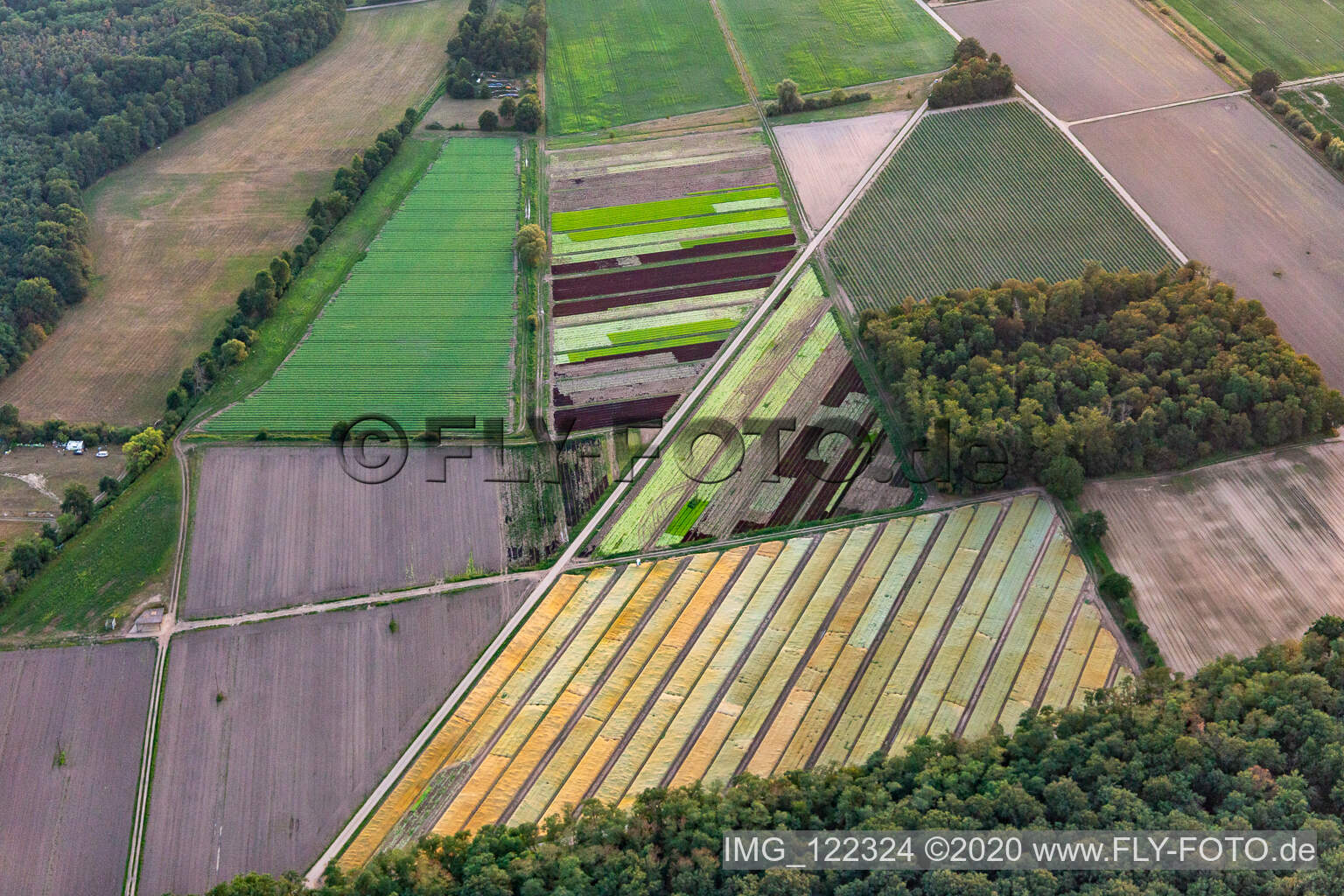 Vue aérienne de Salade composée à Lustadt dans le département Rhénanie-Palatinat, Allemagne
