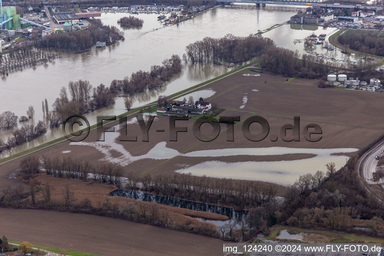 Vue aérienne de Hofgut Ludwigsau près des inondations du Rhin à le quartier Maximiliansau in Wörth am Rhein dans le département Rhénanie-Palatinat, Allemagne