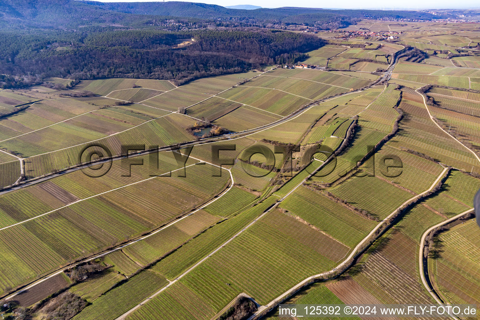 Vue aérienne de Vignobles à Bad Dürkheim dans le département Rhénanie-Palatinat, Allemagne