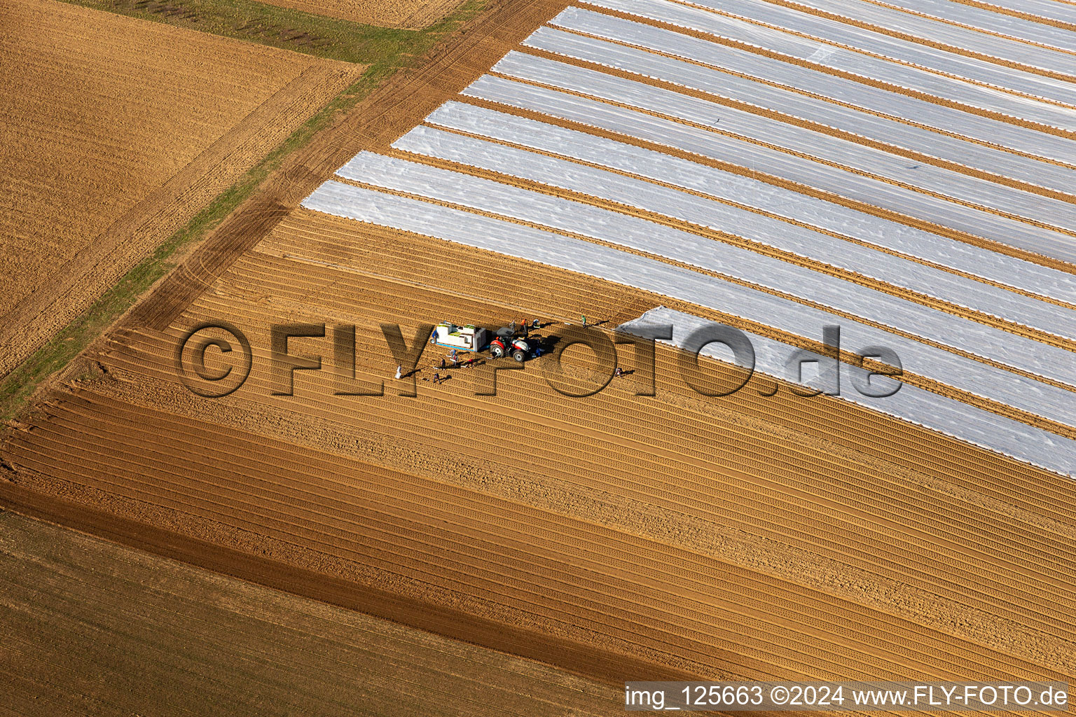 Vue aérienne de Cultiver un champ à l'aide d'un tracteur équipé de machines agricoles pour semer des graines et planter des boutures de laitue à Freckenfeld dans le département Rhénanie-Palatinat, Allemagne