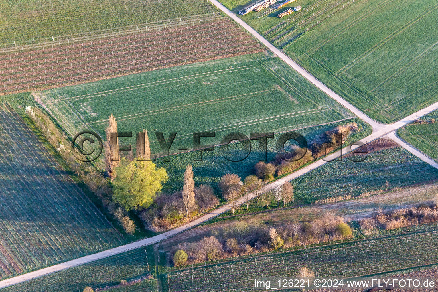 Vue aérienne de Début de la floraison printanière à Göcklingen dans le département Rhénanie-Palatinat, Allemagne