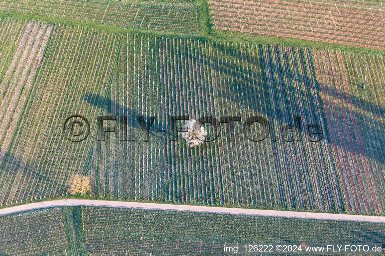 Vue aérienne de Printemps en herbe de feuilles vertes fraîches sur un arbre dans un vignoble à Göcklingen dans le département Rhénanie-Palatinat, Allemagne