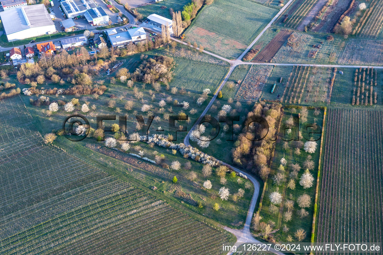 Vue aérienne de La lisière du village avec des arbres fruitiers en fleurs au printemps entoure la zone d'habitation du village à Göcklingen dans le département Rhénanie-Palatinat, Allemagne