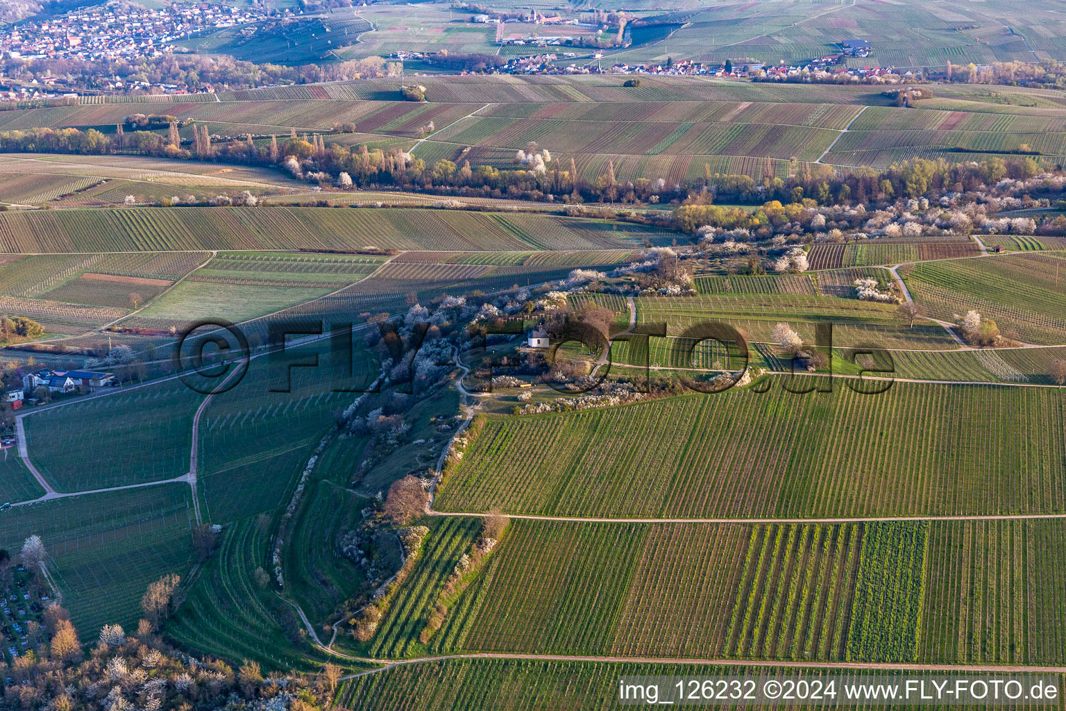 Vue aérienne de Chapelle "Kleine Kalmit" dans la réserve naturelle de Kleine Kalmit le matin de Pâques avec fleurs printanières à le quartier Ilbesheim in Ilbesheim bei Landau in der Pfalz dans le département Rhénanie-Palatinat, Allemagne