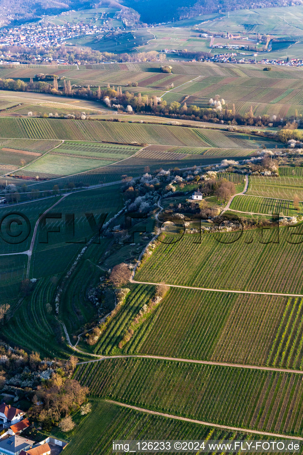 Vue aérienne de Chapelle "Kleine Kalmit" dans la réserve naturelle de Kleine Kalmit le matin de Pâques avec fleurs printanières à le quartier Ilbesheim in Ilbesheim bei Landau in der Pfalz dans le département Rhénanie-Palatinat, Allemagne