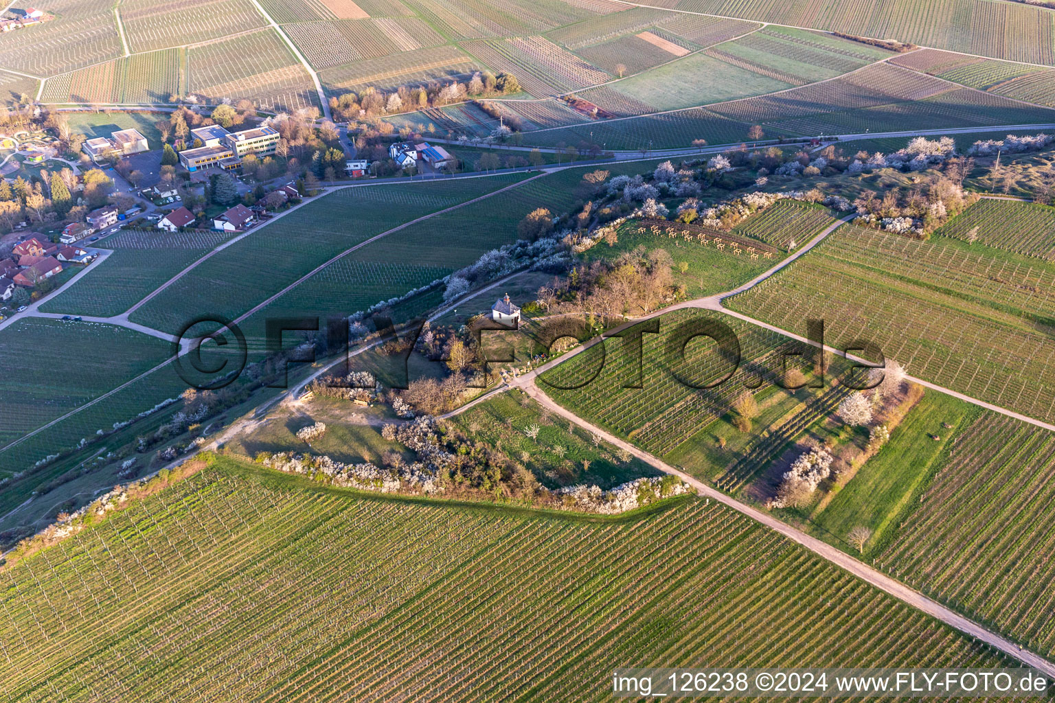 Vue oblique de Chapelle "Kleine Kalmit" dans la réserve naturelle de Kleine Kalmit le matin de Pâques avec fleurs printanières à le quartier Ilbesheim in Ilbesheim bei Landau in der Pfalz dans le département Rhénanie-Palatinat, Allemagne