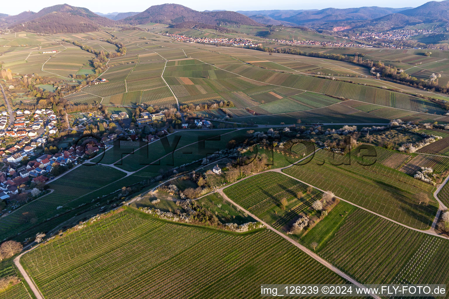 Chapelle "Kleine Kalmit" dans la réserve naturelle de Kleine Kalmit le matin de Pâques avec fleurs printanières à le quartier Ilbesheim in Ilbesheim bei Landau in der Pfalz dans le département Rhénanie-Palatinat, Allemagne d'en haut