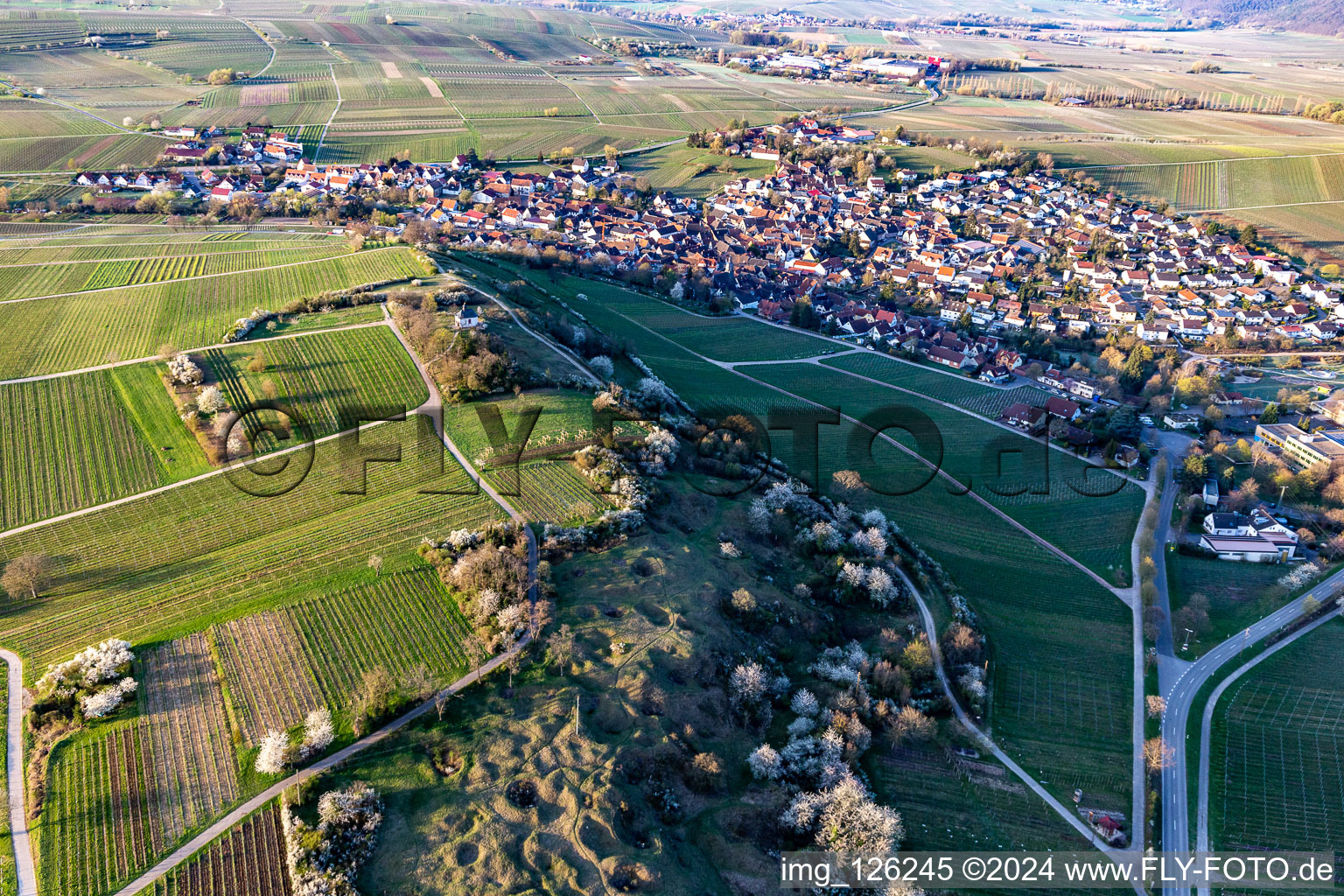 Vue aérienne de Chapelle "Kleine Kalmit" dans la réserve naturelle de Kleine Kalmit le matin de Pâques avec fleurs printanières à Ilbesheim bei Landau in der Pfalz dans le département Rhénanie-Palatinat, Allemagne