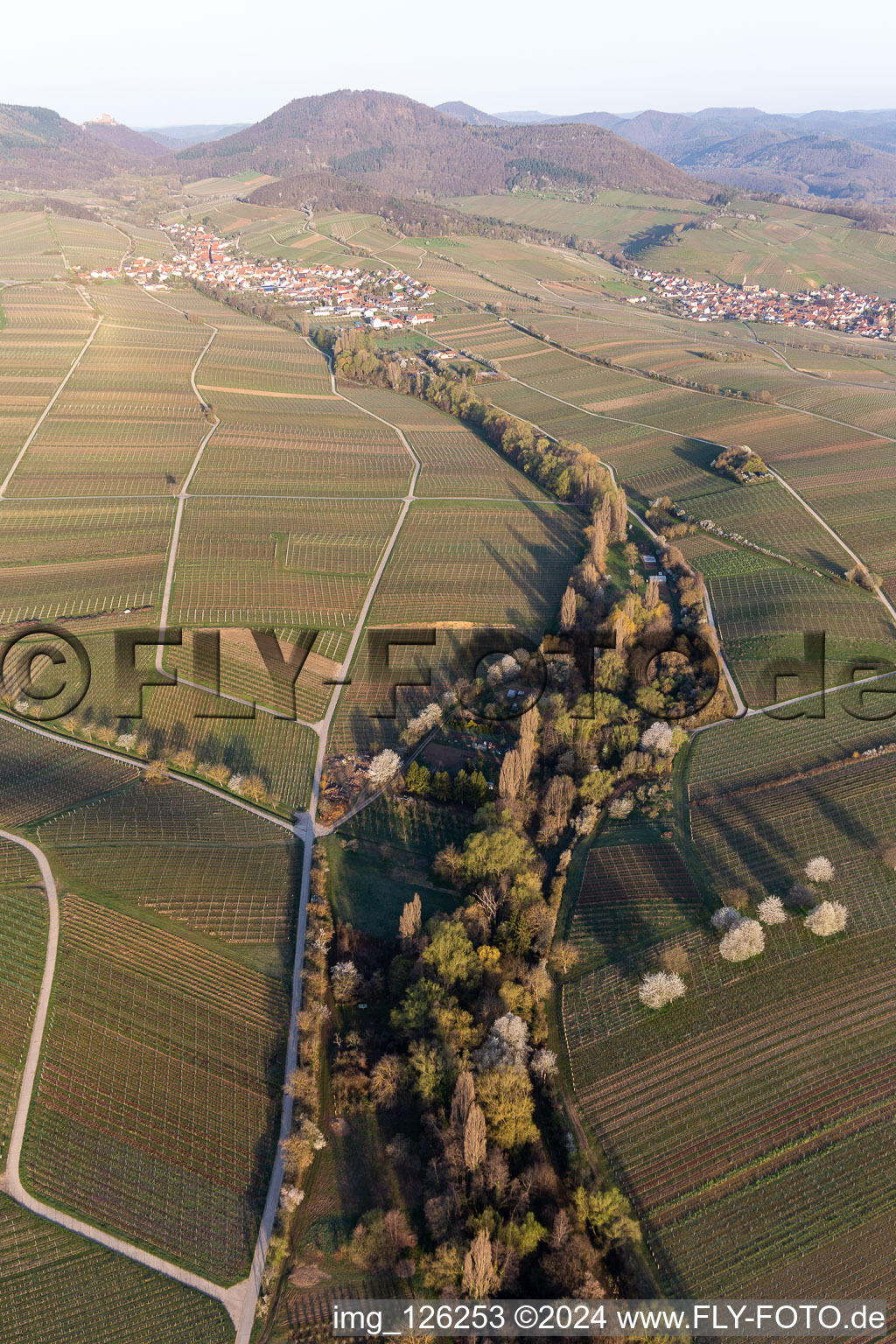 Vue aérienne de Paysage viticole des zones viticoles au printemps devant les Trifels à Ranschbach dans le département Rhénanie-Palatinat, Allemagne