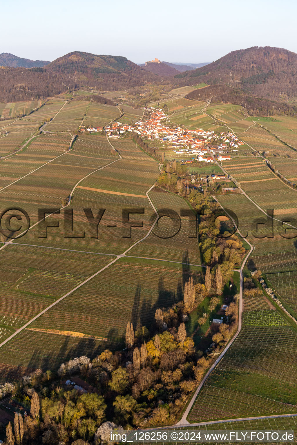 Vue aérienne de Vignobles au printemps devant les Trifels à Birkweiler à Ranschbach dans le département Rhénanie-Palatinat, Allemagne