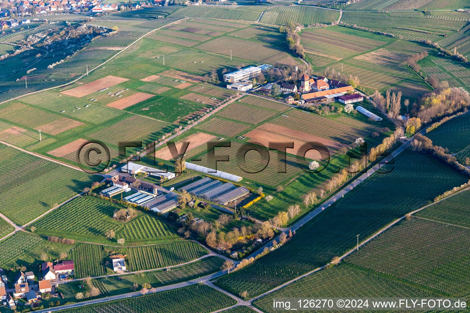 Vue aérienne de JKI à la fleur d'amandier à Siebeldingen dans le département Rhénanie-Palatinat, Allemagne