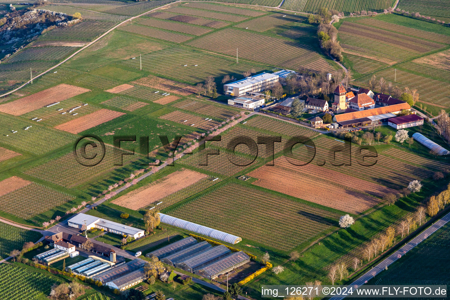 Vue aérienne de Complexe immobilier de l'Institut Julius Kühn Rebforschungsanstalt Geilweilerhof avec des amandiers en fleurs à Siebeldingen dans le département Rhénanie-Palatinat, Allemagne