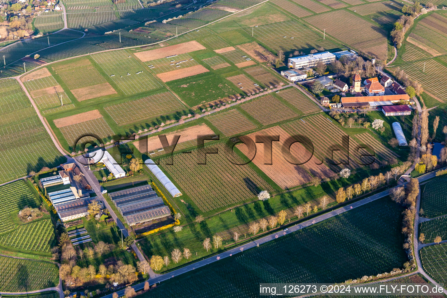 Vue aérienne de Complexe immobilier de l'Institut Julius Kühn Rebforschungsanstalt Geilweilerhof avec des amandiers en fleurs à Siebeldingen dans le département Rhénanie-Palatinat, Allemagne