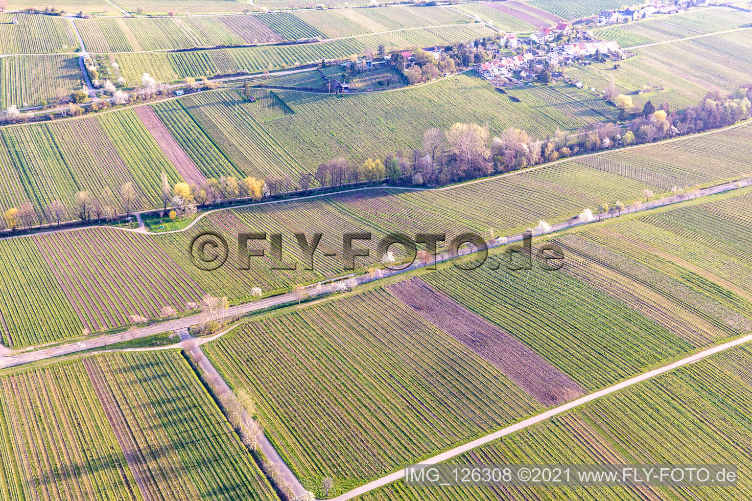 Vue aérienne de Rue des villas avec fleurs d'amandiers à Edenkoben dans le département Rhénanie-Palatinat, Allemagne