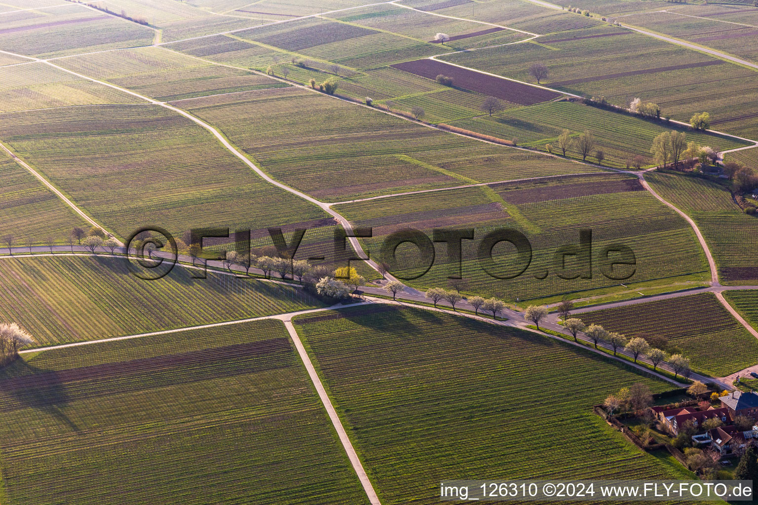 Vue aérienne de Vignobles en fleurs d'amandiers à le quartier Rhodt in Rhodt unter Rietburg dans le département Rhénanie-Palatinat, Allemagne