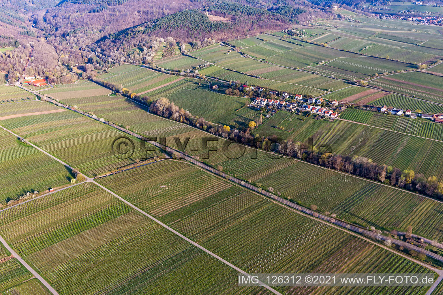 Vue aérienne de Rue des villas avec fleurs d'amandiers à Edenkoben dans le département Rhénanie-Palatinat, Allemagne