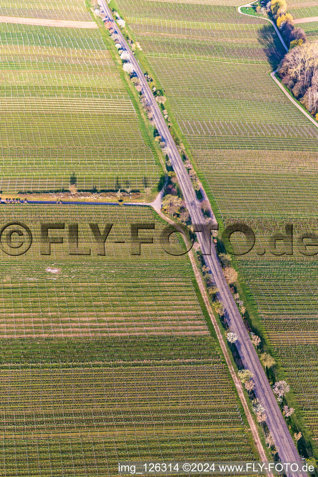 Vue aérienne de Rangée d'arbres sur la Villastrasse avec fleurs d'amandiers à Edenkoben dans le département Rhénanie-Palatinat, Allemagne