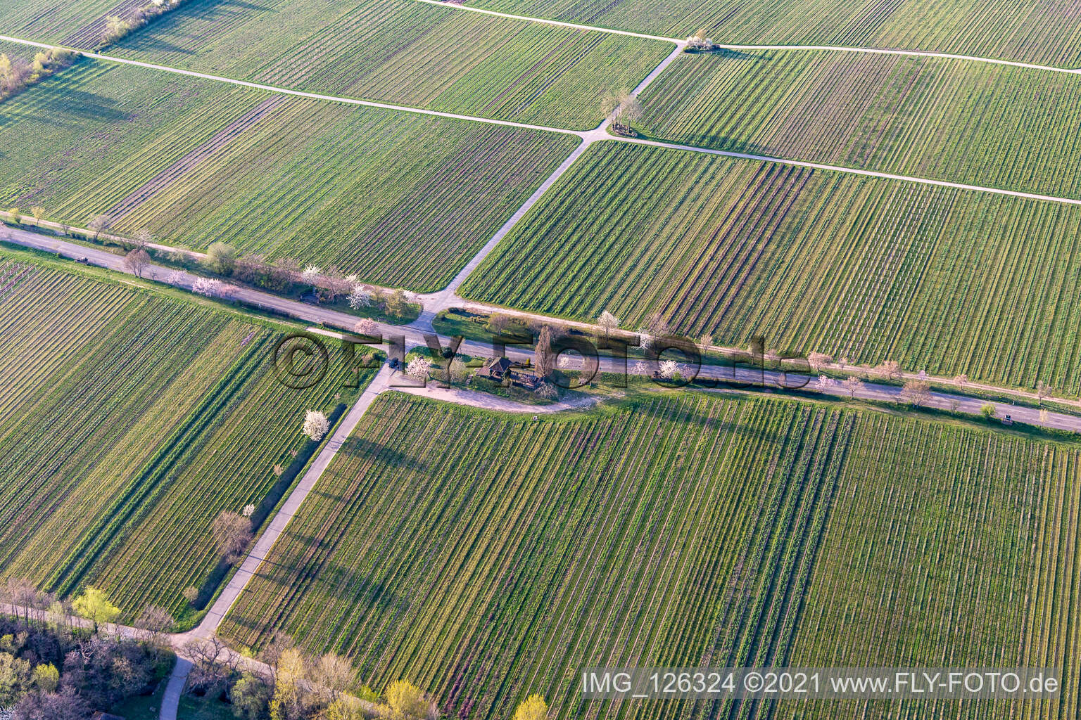 Photographie aérienne de Rue des villas avec fleurs d'amandiers à Edenkoben dans le département Rhénanie-Palatinat, Allemagne