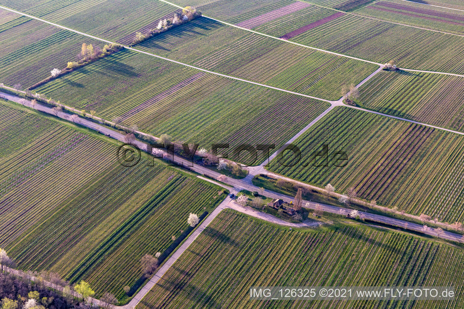 Vue oblique de Rue des villas avec fleurs d'amandiers à Edenkoben dans le département Rhénanie-Palatinat, Allemagne