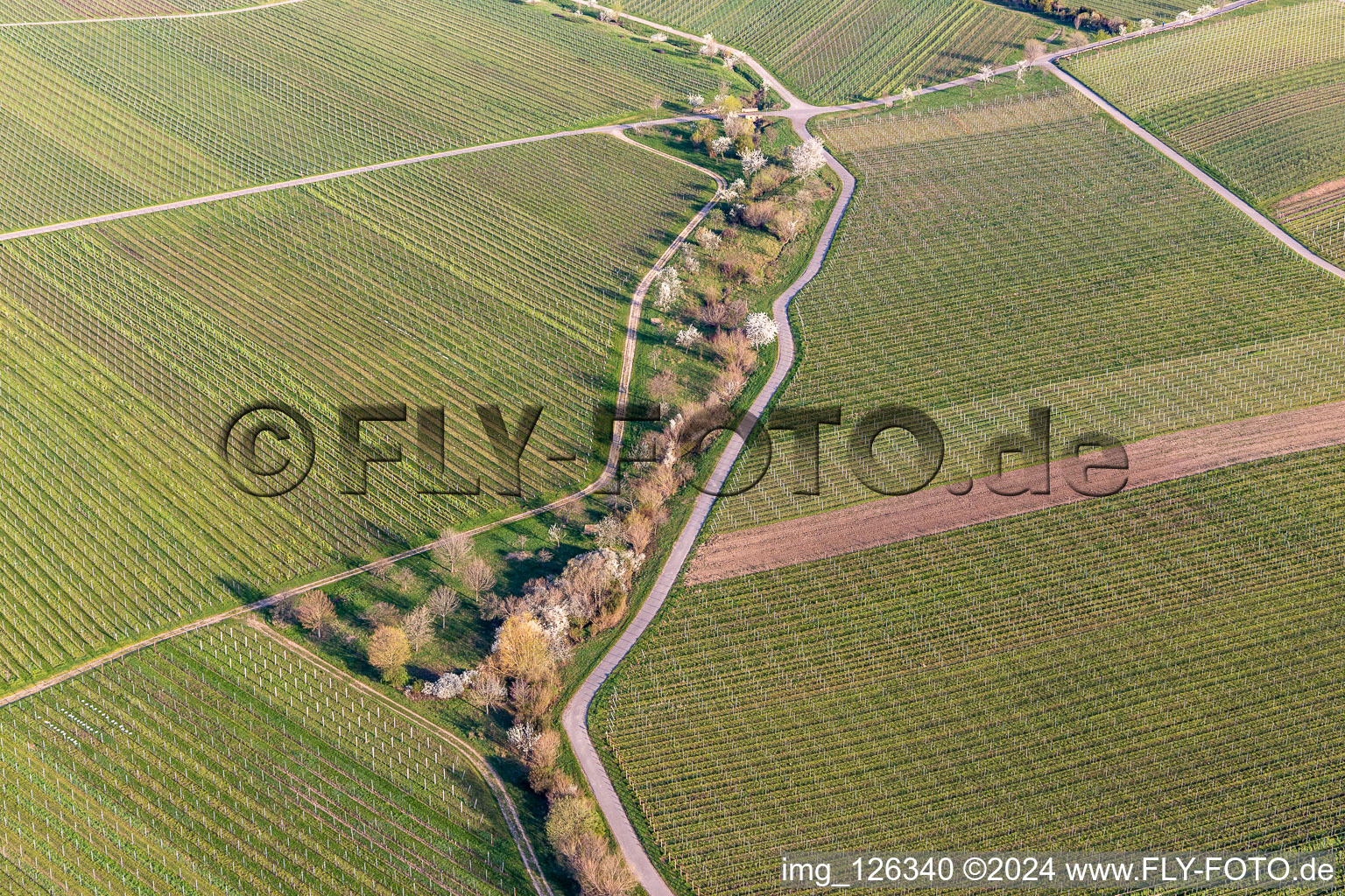 Vue aérienne de Vignobles en fleurs d'amandiers à le quartier SaintMartin in Sankt Martin dans le département Rhénanie-Palatinat, Allemagne