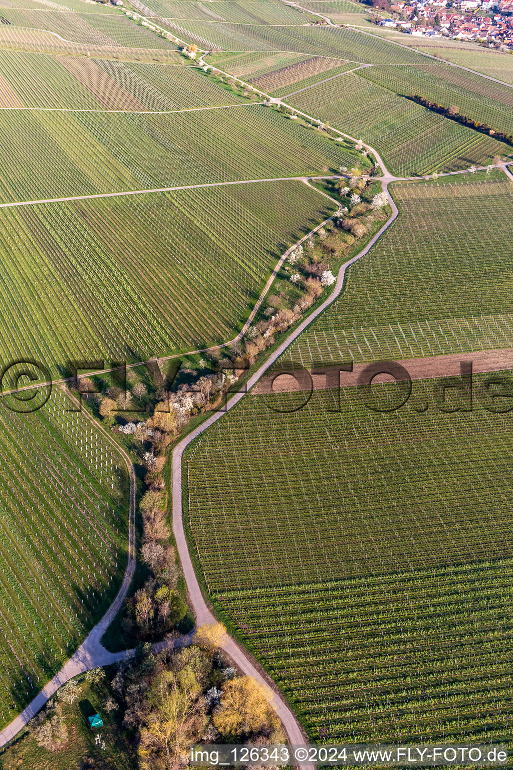 Vue aérienne de Vignobles en fleurs d'amandiers à le quartier SaintMartin in Sankt Martin dans le département Rhénanie-Palatinat, Allemagne